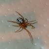 Theridiinae inconnu